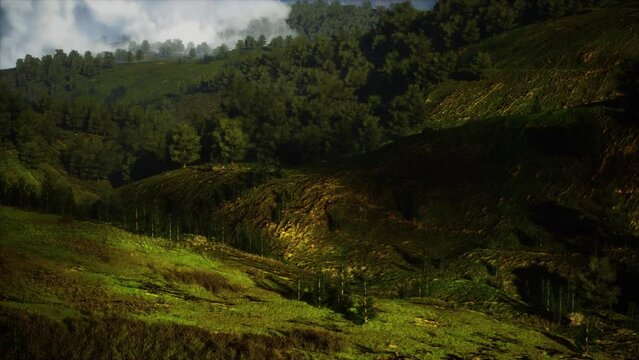 autumn forest on green rocky hills