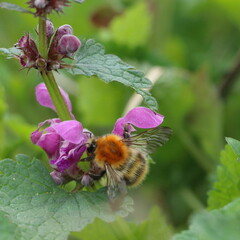 Wildbiene beim Sammeln