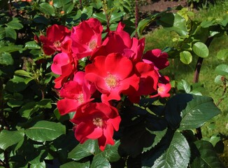 red roses in the garden close up