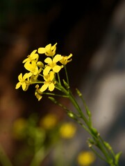 yellow flowers tetrapetalous of Diplotaxis muralis plant