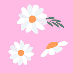 White flowers isolated on a pink background. Vector set of chamomile.
