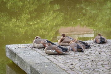 Ducks at Frankfurt am Main