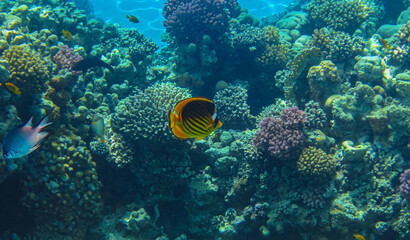Fototapeta na wymiar Follow me. Red Sea raccoon butterflyfish on a beautiful colorful living coral reef.