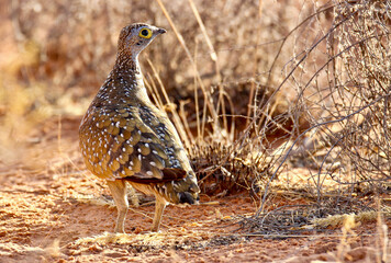 Male Burchell's Sandgrouse, Kgalagadi