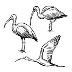  Birds of South America. Sketch  illustration. - obrazy, fototapety, plakaty