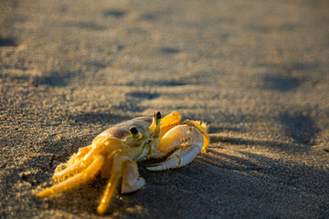 Crab