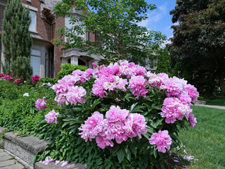 Fototapeta na wymiar Pink peony bush full of flowers