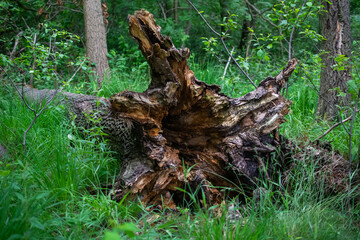 Fototapeta na wymiar a rotten overturned tree stump in the forest
