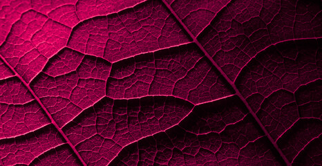 Fototapeta premium leaf structure, macro photo on tapete