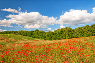 Fototapeta na wymiar A field of red poppies against the backdrop of a forest