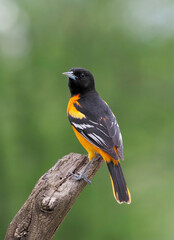 Male Northern (Baltimore Oriole) (Icterus galbula)  perched on a tree branch in front of a green background.