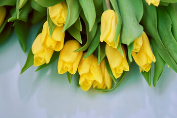 Selective focus of beautiful yellow tulips on a blue background.Spring composition. Delicate yellow tulips top view. High quality photo