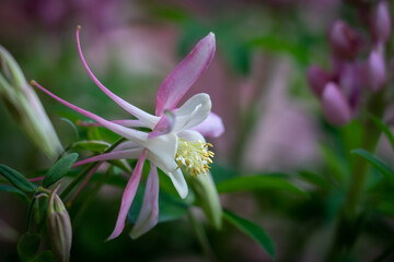 Fototapeta premium Fresh Garden Columbine in Spring