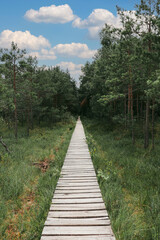 Fototapeta premium footpath in the forest