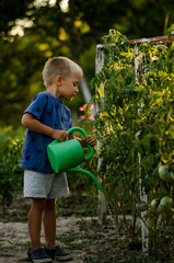The boy waters the tomatoes in the garden with a watering can. Child helping and having fun on warm summer day. Family, garden, gardening, lifestyle