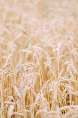 Wheat field, natural live photography. Delicate colors, horizontal photography. Crops field. Selective focus. Field landscape.