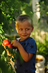 A little boy picks tomatoes in a greenhouse. Kid gardening and harvesting. Consept of healthy organic vegetables for kids.
