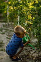 The boy waters the tomatoes in the garden with a watering can. Child helping and having fun on warm summer day. Family, garden, gardening, lifestyle