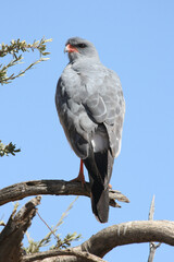 Pale Chanting Goshawk in the Kgalagadi