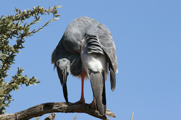 Pale Chanting Goshawk in the Kgalagadi