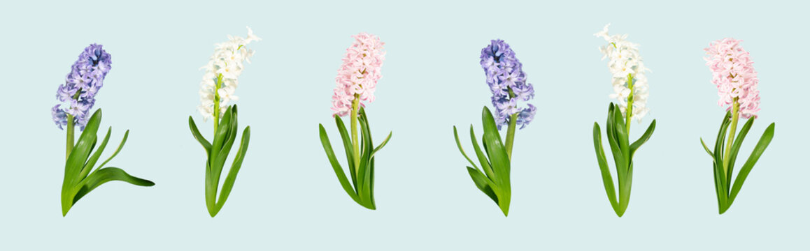 Pink, rose, white, purple, violet hyacinth flowers composition on a sky blue background. Concept of spring postcard, greeting card wedding, birthday, mother's day, women's day. Flat lay. Banner