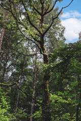 Fototapeta premium old tree in the forest