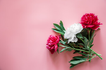 Peony flowers on a pink background, flat lay.
