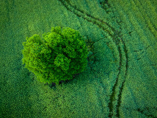 Samotne drzewo na zielonym polu z powietrza