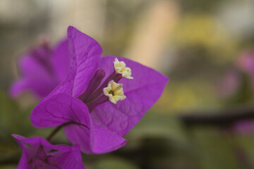 Lilac bougainvillea flower on a spring day
