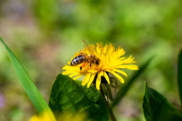 Honey bee takes nectar on spring yellow dandelion flower