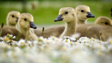 Goslings