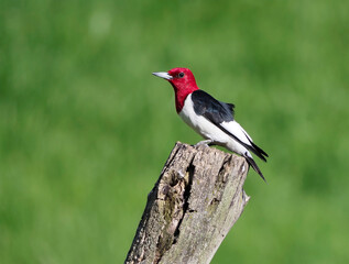 Redheaded Woodpecker ( Melanerpes erythrocephalus) standing on a tree stump in front of a green background calling.