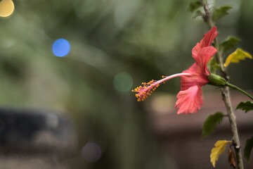 Red mexican tulip flower with a unfocused background and colored lights