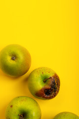 World problem of excessive food intake. Rotten green apples on bright yellow background. Spoiled fruits.