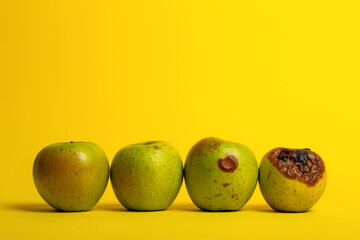 World problem of excessive food intake. Rotten green apples on bright yellow background. Spoiled fruits.