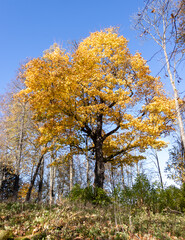 Fototapeta premium autumn trees in the park