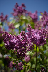 Lilac bush with blue sky at sunny day