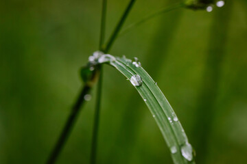 Raindrops on a flower spike