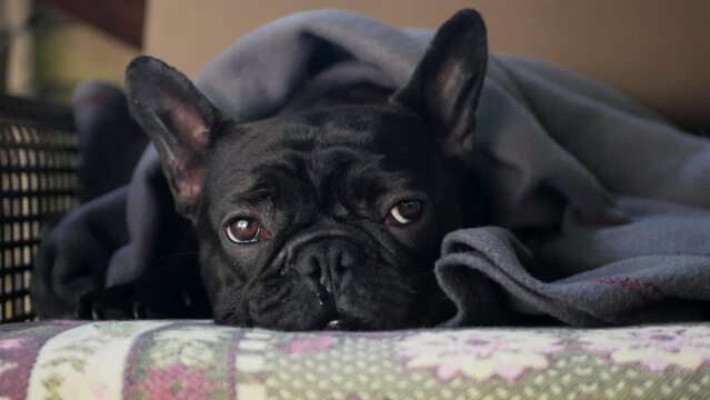 Black sleepy french bulldog in depression covered with a blanket laying on the chair and looking around. Close up of sad and funny little dog with sleepy eyes waiting for a human. Black cute dog