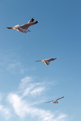 Seagulls flying very low above the beach