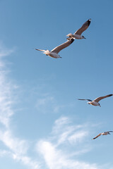 Fototapeta na wymiar Seagulls flying very low above the beach