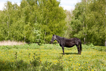 The horse is grazing in the meadow. Landscape in the countryside. Black horse. Summer landscape, grazing domestic horse.