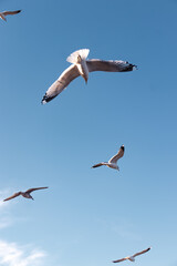 Seagulls flying very low above the beach