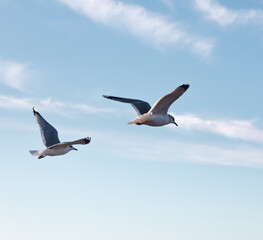 Seagulls flying very low above the beach