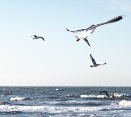 Seagulls flying very low above the beach