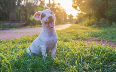 young smiling cute Jack Russell dog  is sitting beside rural road while traveling.