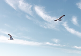 Seagulls flying very low above the beach