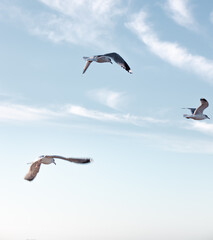 Seagulls flying very low above the beach