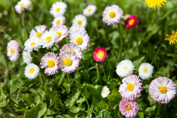 Top view of white blooming daisy flowers on spring green grass. garden daisies in the grass