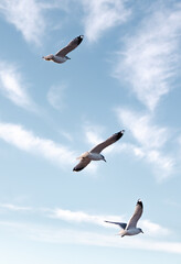 Seagulls flying very low above the beach